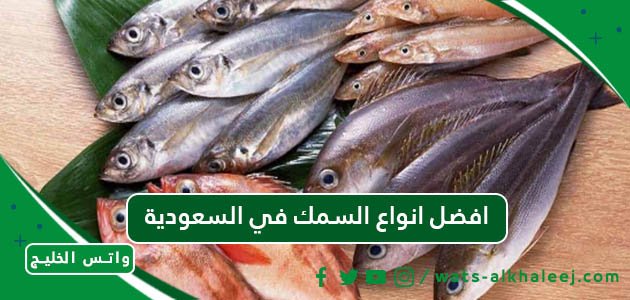 افضل انواع السمك في السعودية