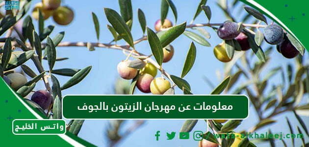 معلومات عن مهرجان الزيتون بالجوف