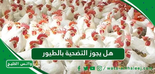 هل يجوز التضحية بالطيور