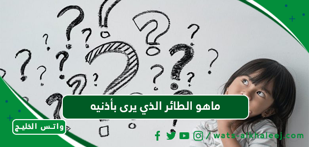 ماهو الطائر الذي يرى بأذنيه